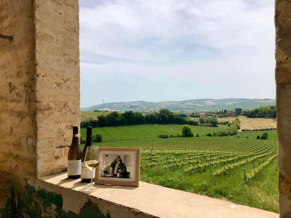 Santa Liberata vineyards 13